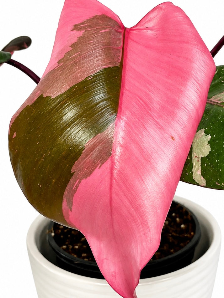 4” Philodendron Pink Princess 'Galaxy’ - HIGHLY variegated