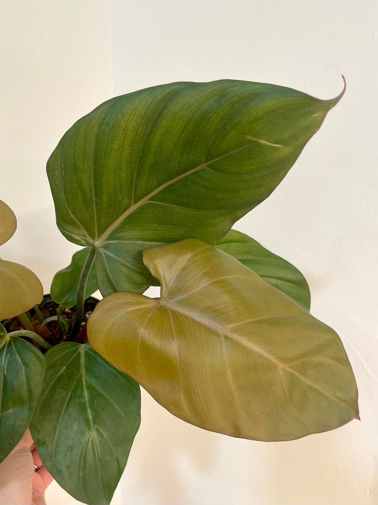 8” Philodendron Summer Glory