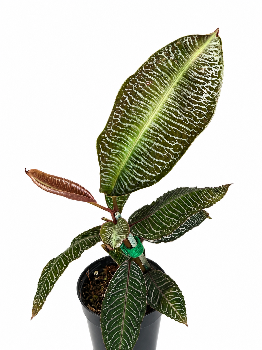 4" Labisia sp. Pink Vein