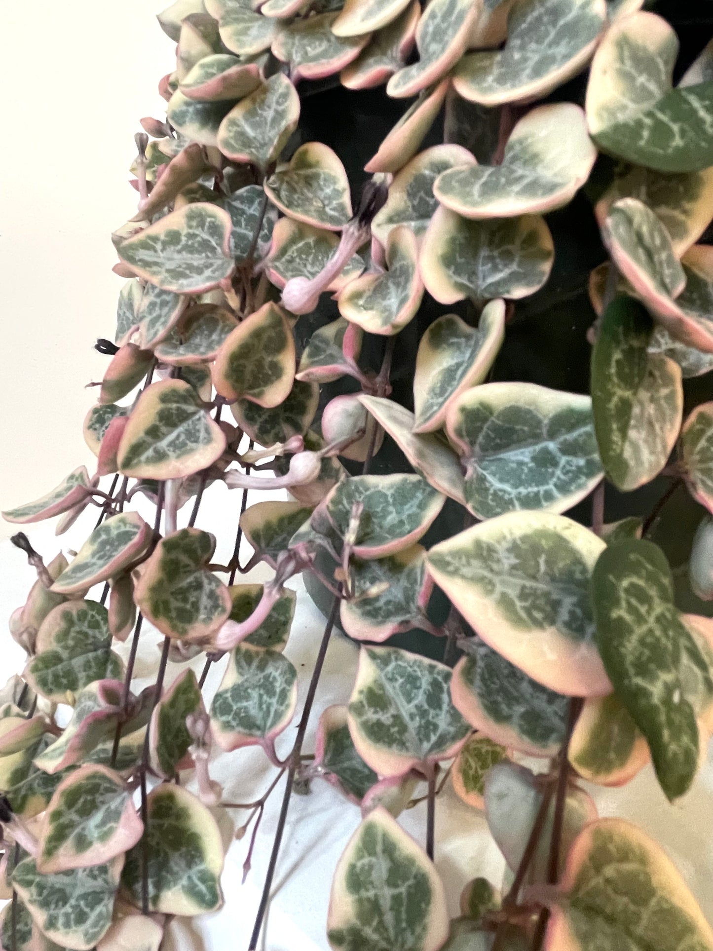 6" String of Hearts Variegated