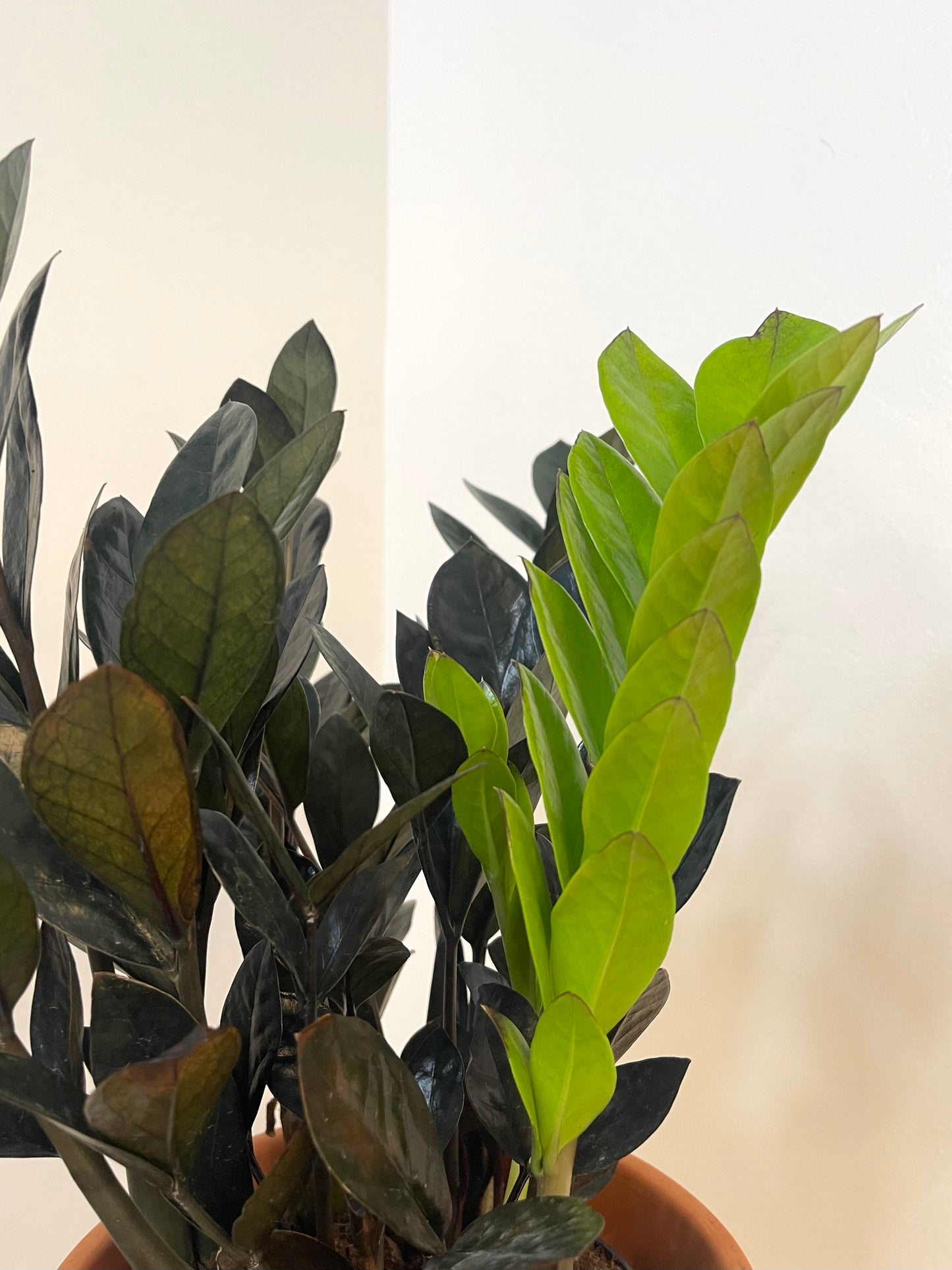 5” Zamioculcas Zamiifolia 'ZZ Raven'
