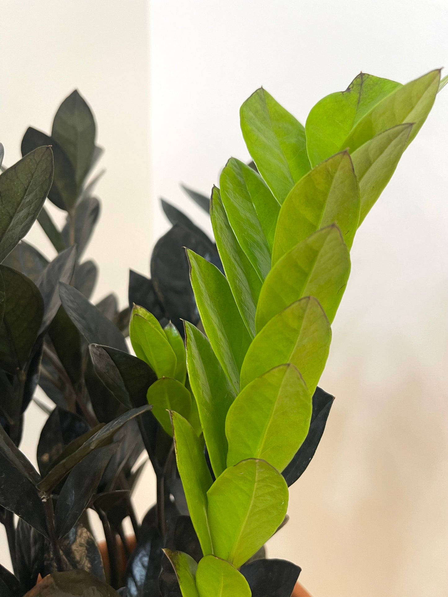 5” Zamioculcas Zamiifolia 'ZZ Raven'
