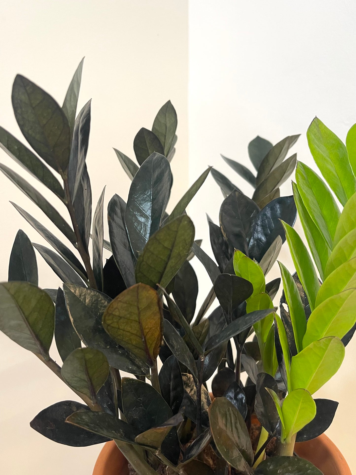 5” Zamioculcas Zamiifolia 'ZZ Raven'
