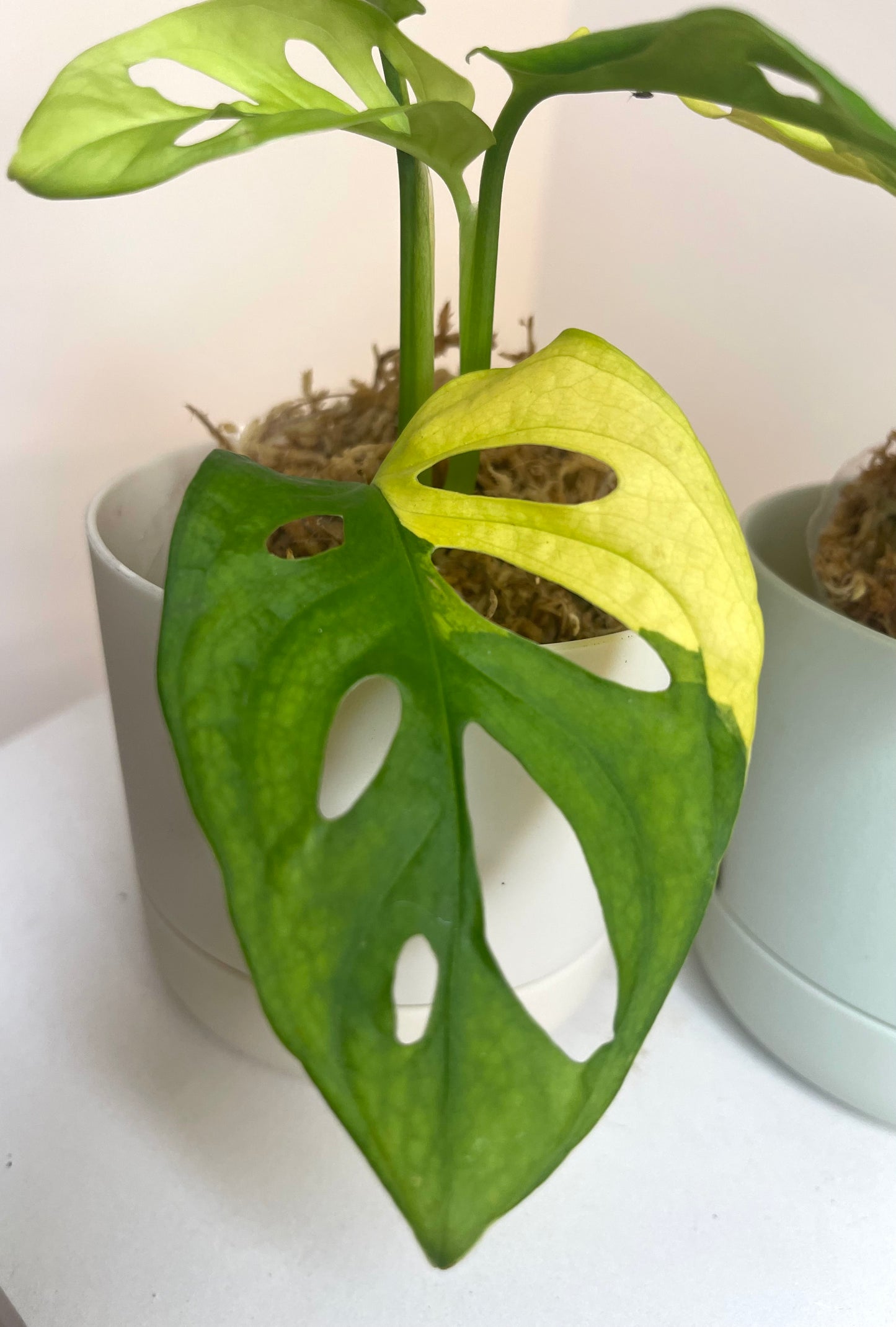 4” Monstera Adansonii Aurea Variegated