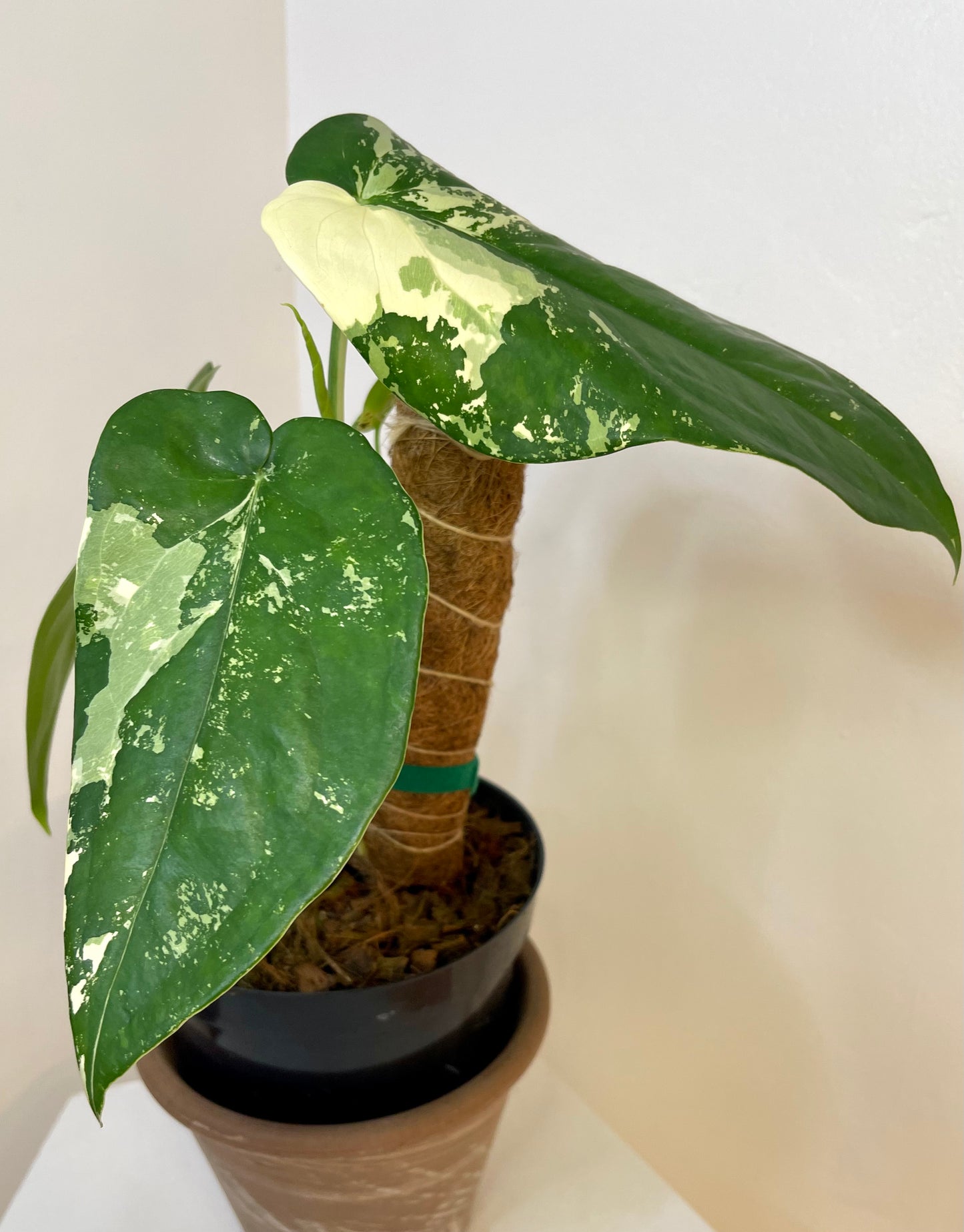 4” Syngonium Chiapense Variegated