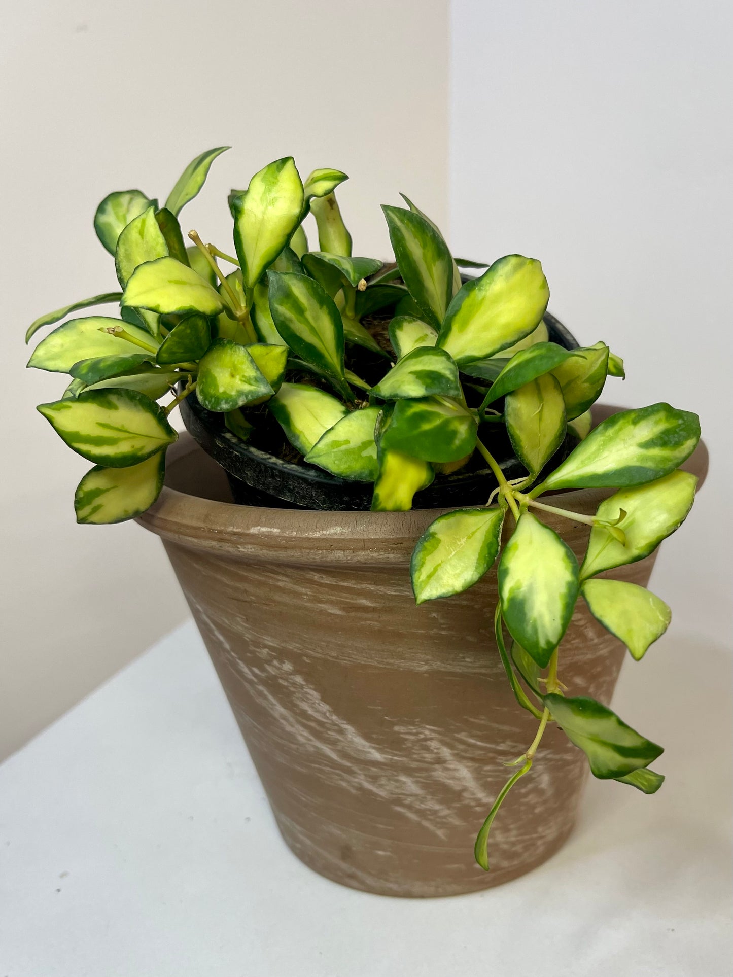 4" Hoya Heuschkeliana Variegated