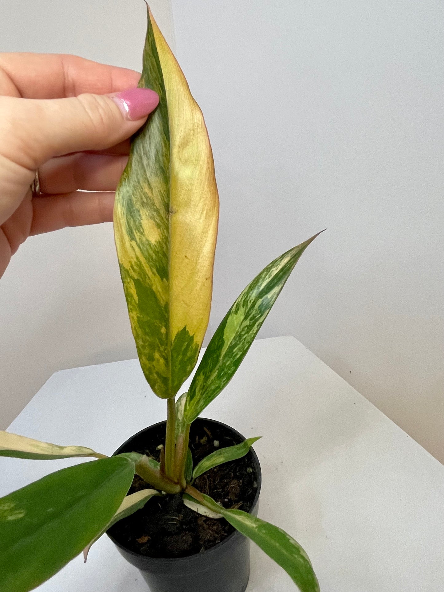 3” Philodendron 'Caramel Marble' Variegated