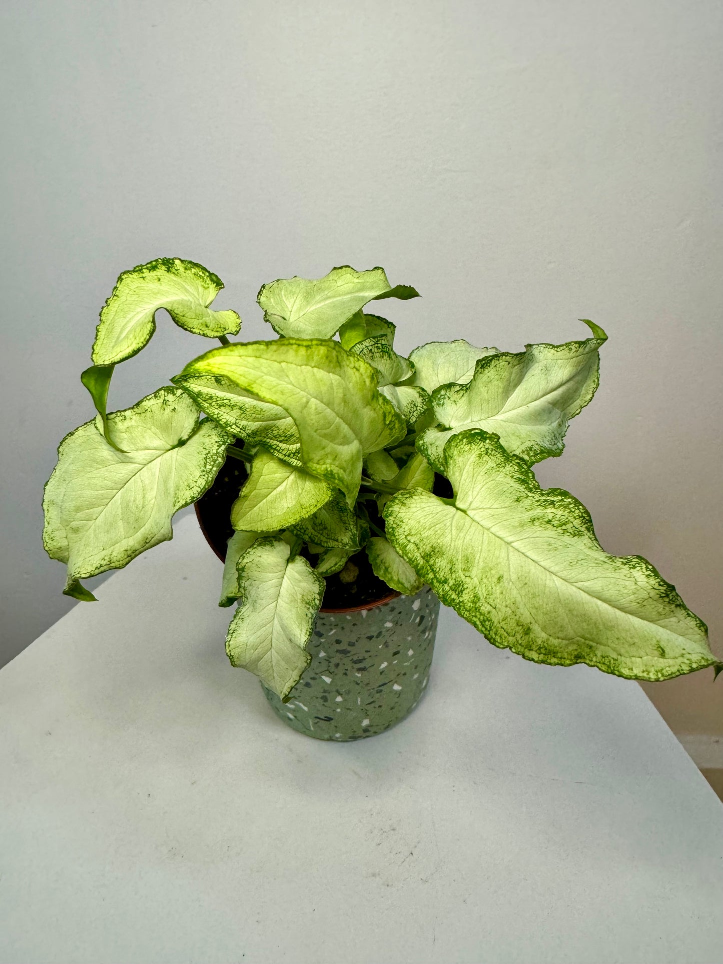 4" Syngonium 'Three Kings'