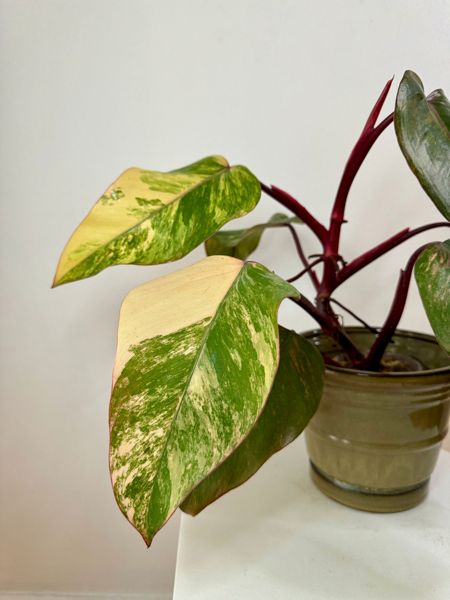 4" Philodendron Strawberry Shake