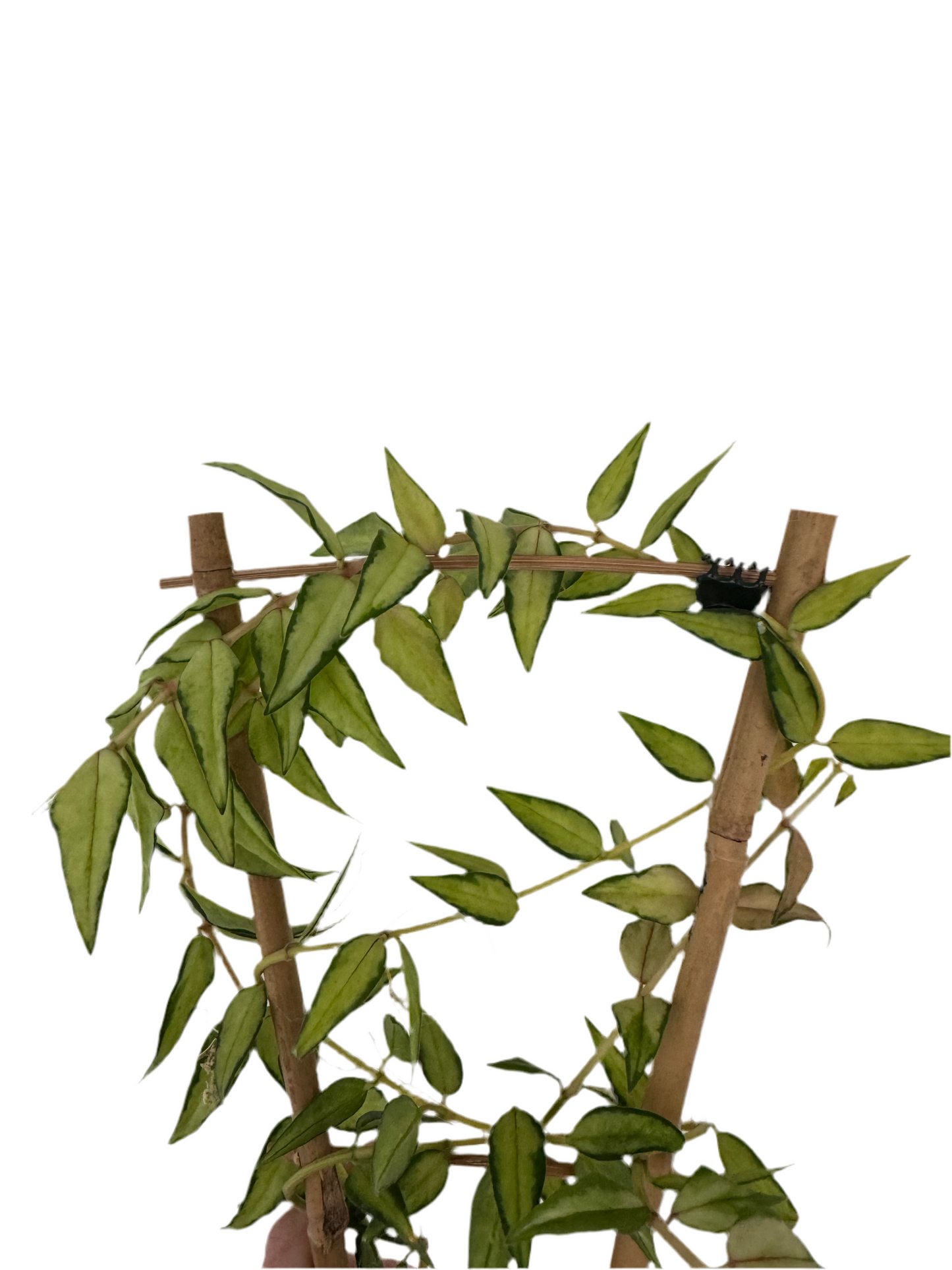 3" Hoya Bella 'Luis Bois' (Inner Variegation)