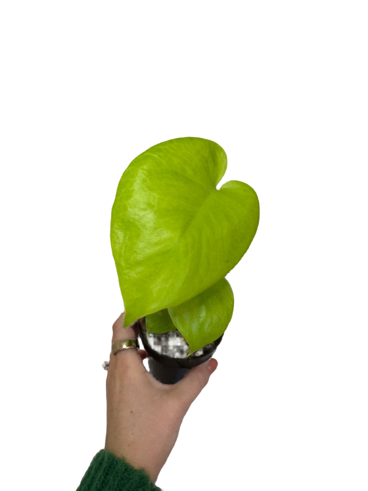 3" Monstera Deliciosa Lemon Lime