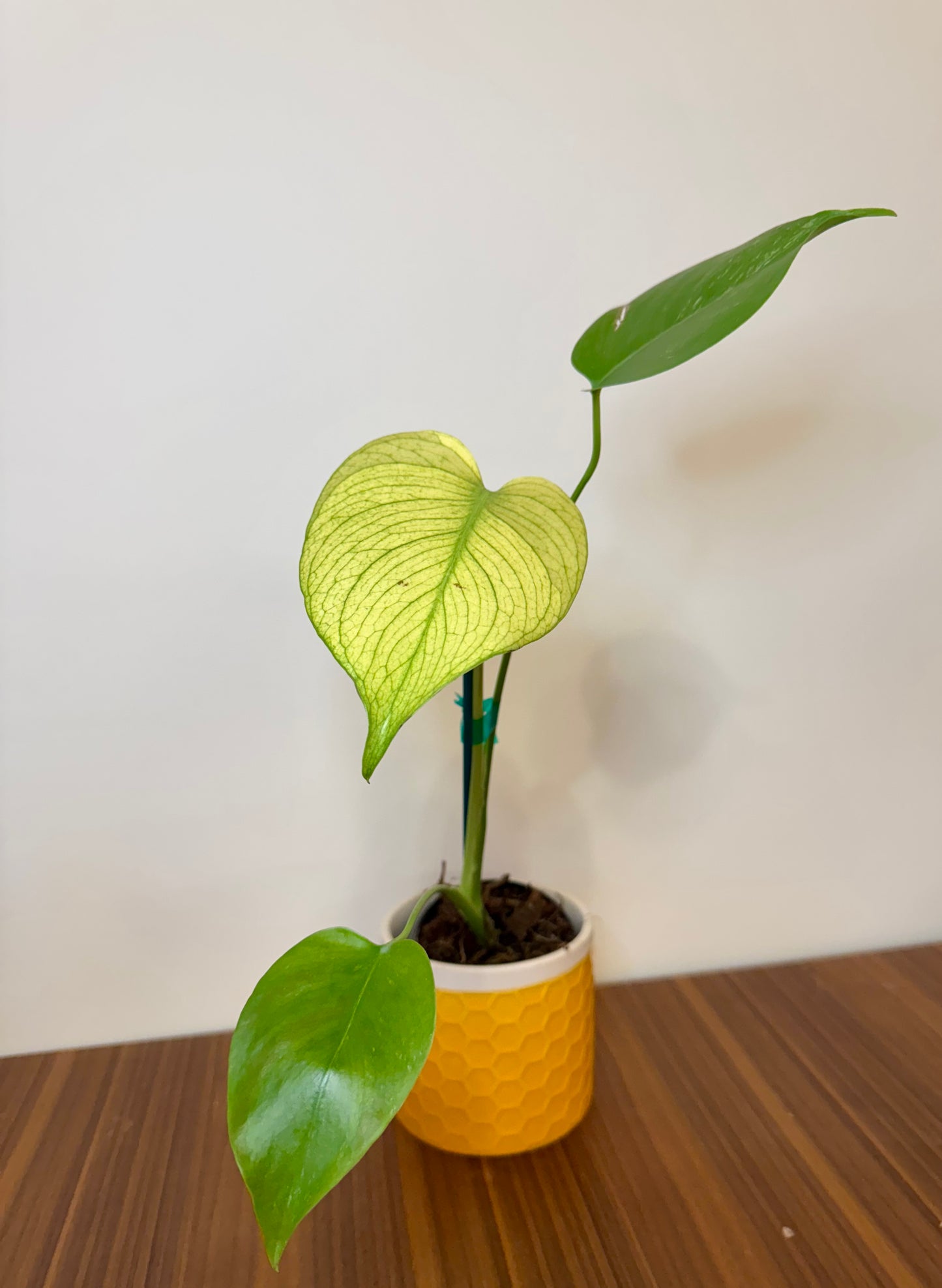3" Monstera White Monster