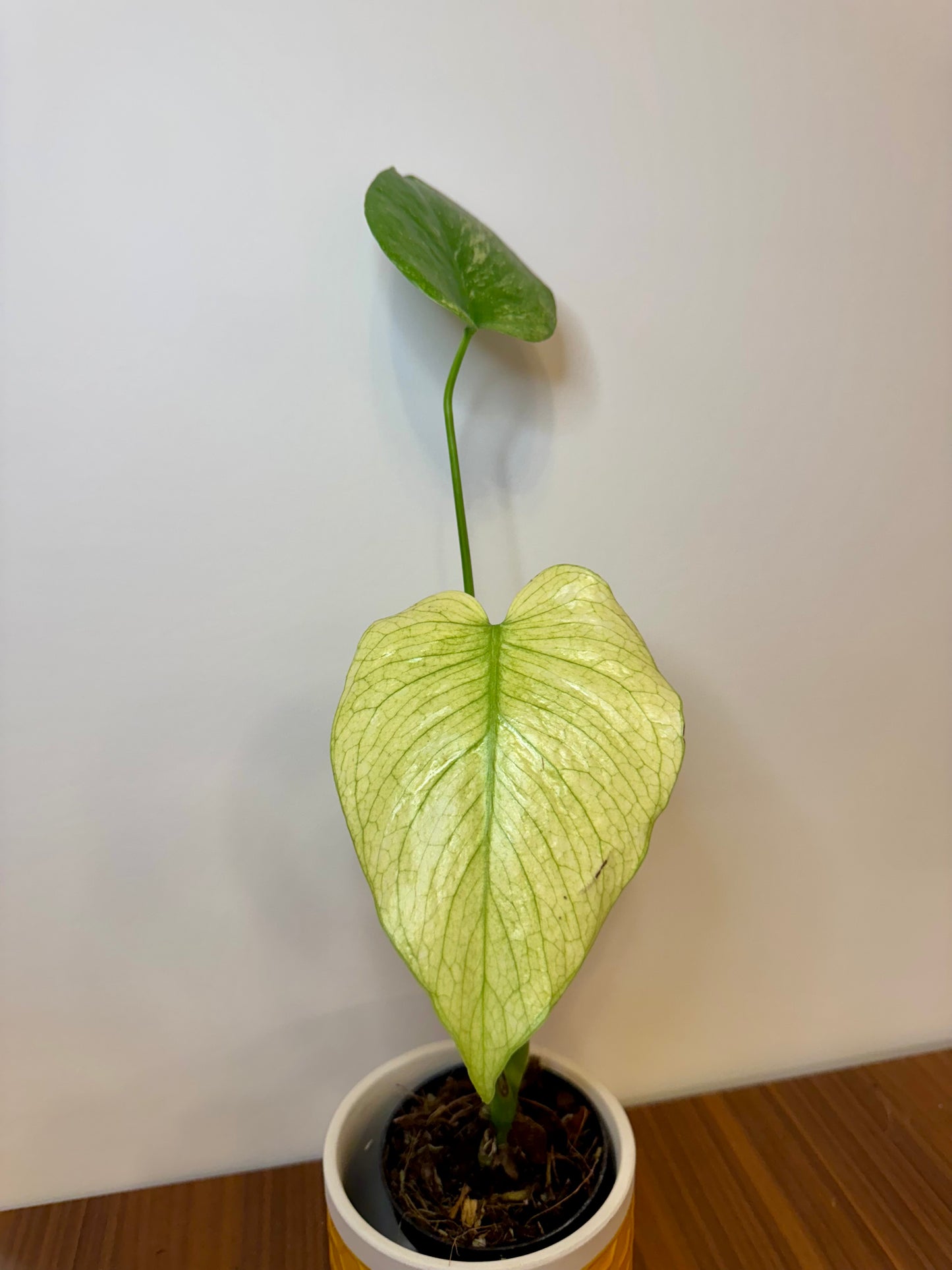 3" Monstera White Monster