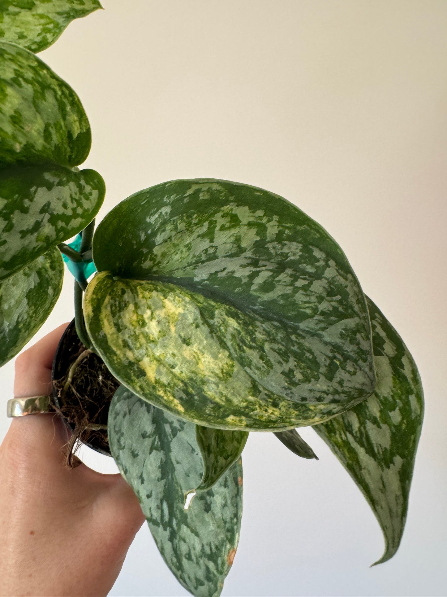 3” Scindapsus Geulis