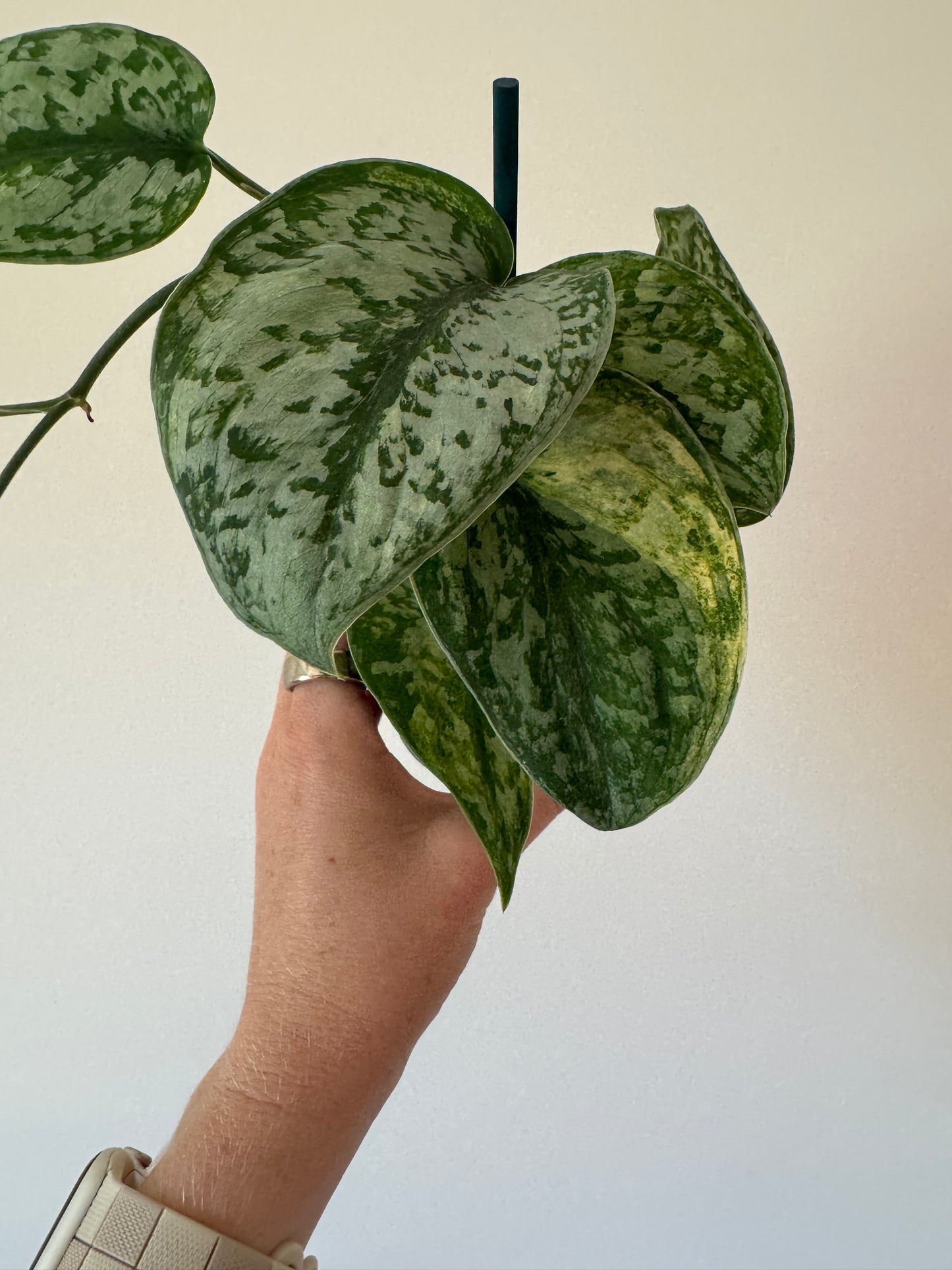 3” Scindapsus Geulis