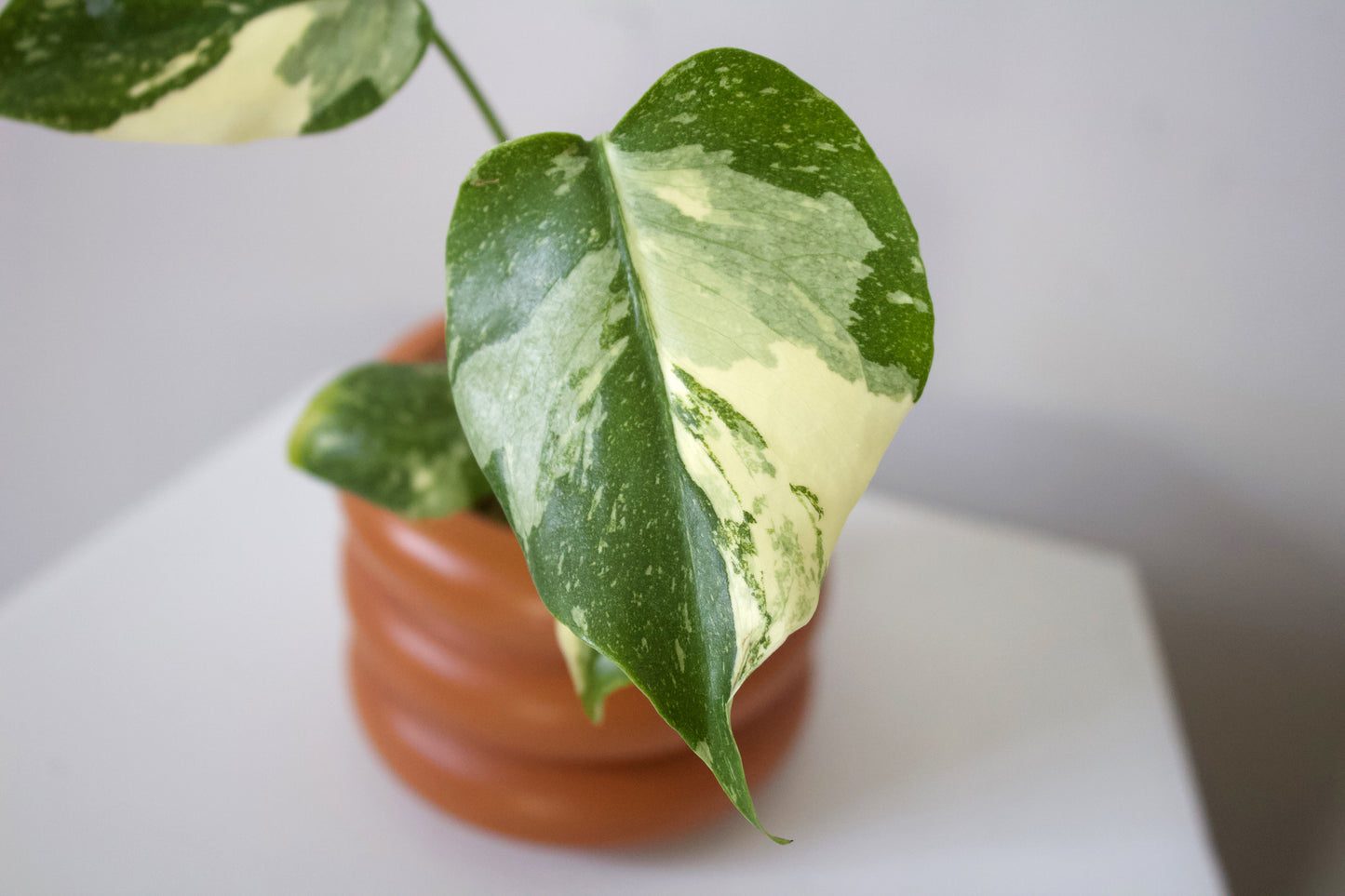 5” Monstera Thai Constellation