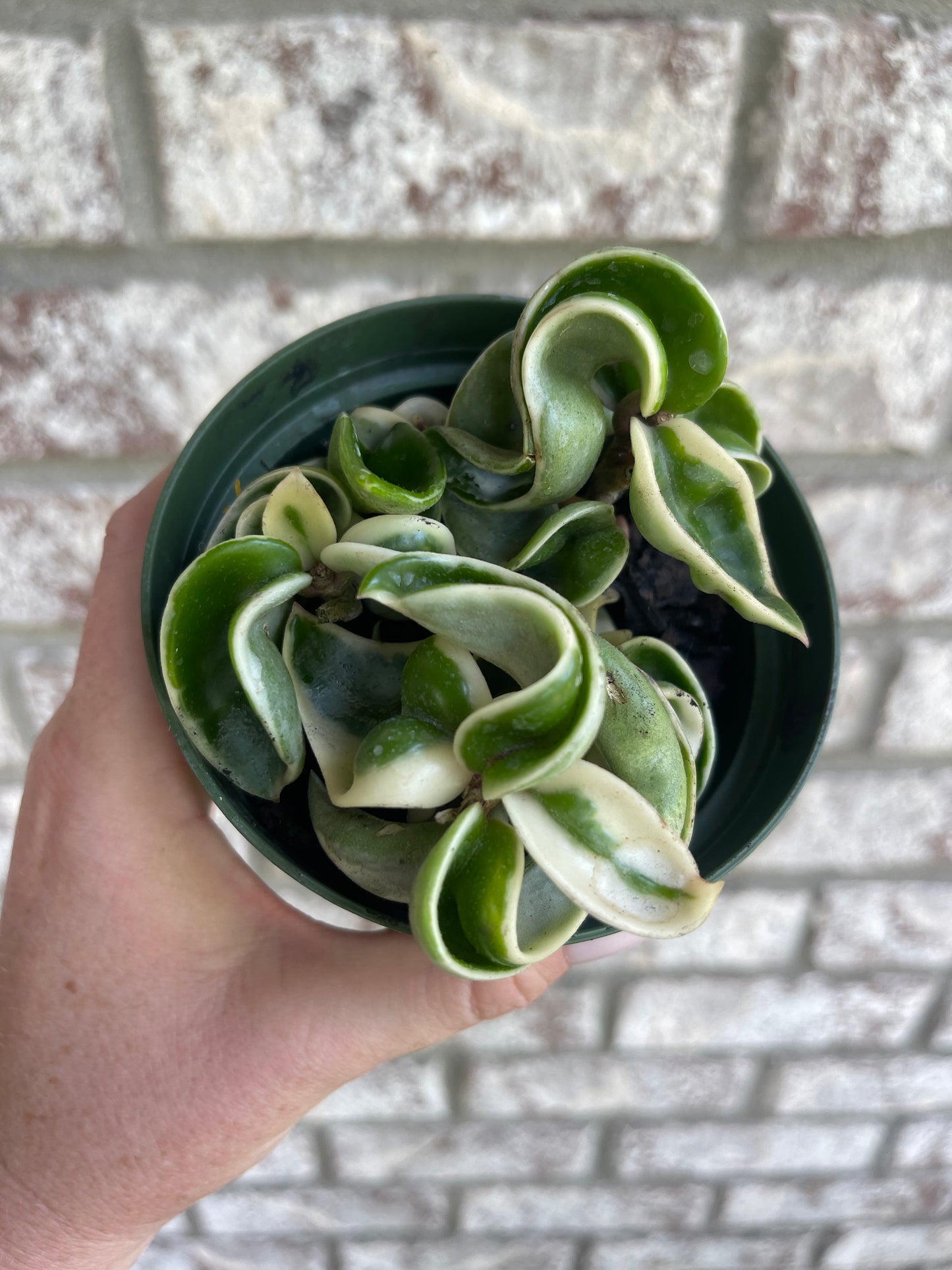 4" Hoya Compacta Variegated