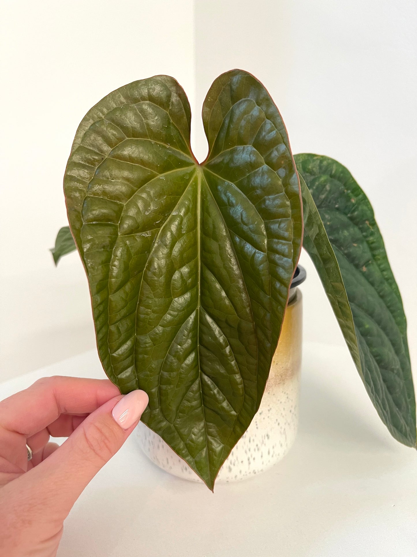 4” Anthurium Radicans x Luxurians