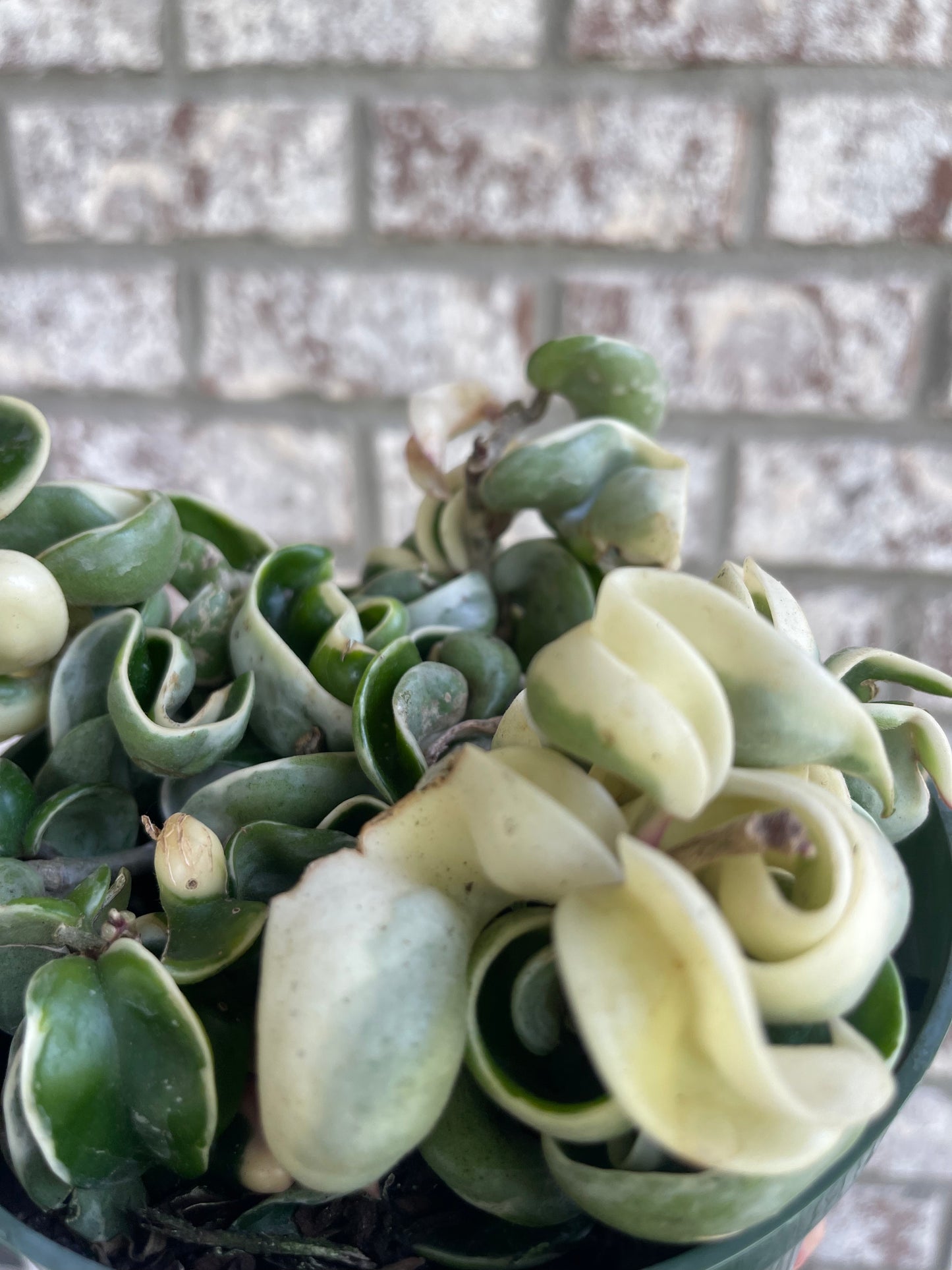6” Hoya Compacta Variegated