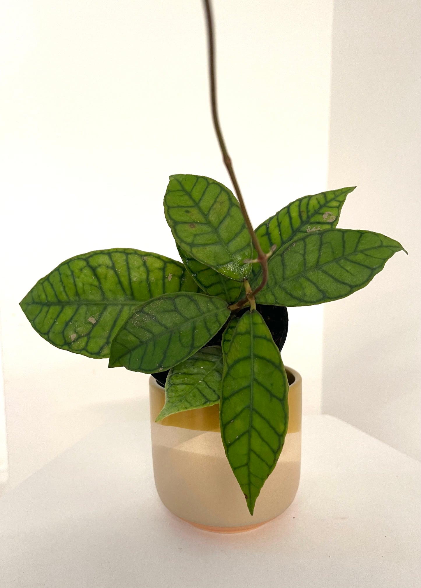 4" Hoya Callistophylla