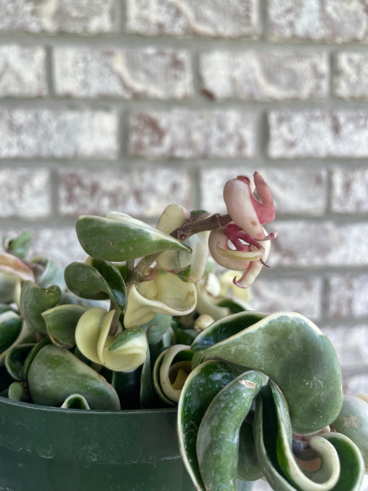 6” Hoya Compacta Variegated