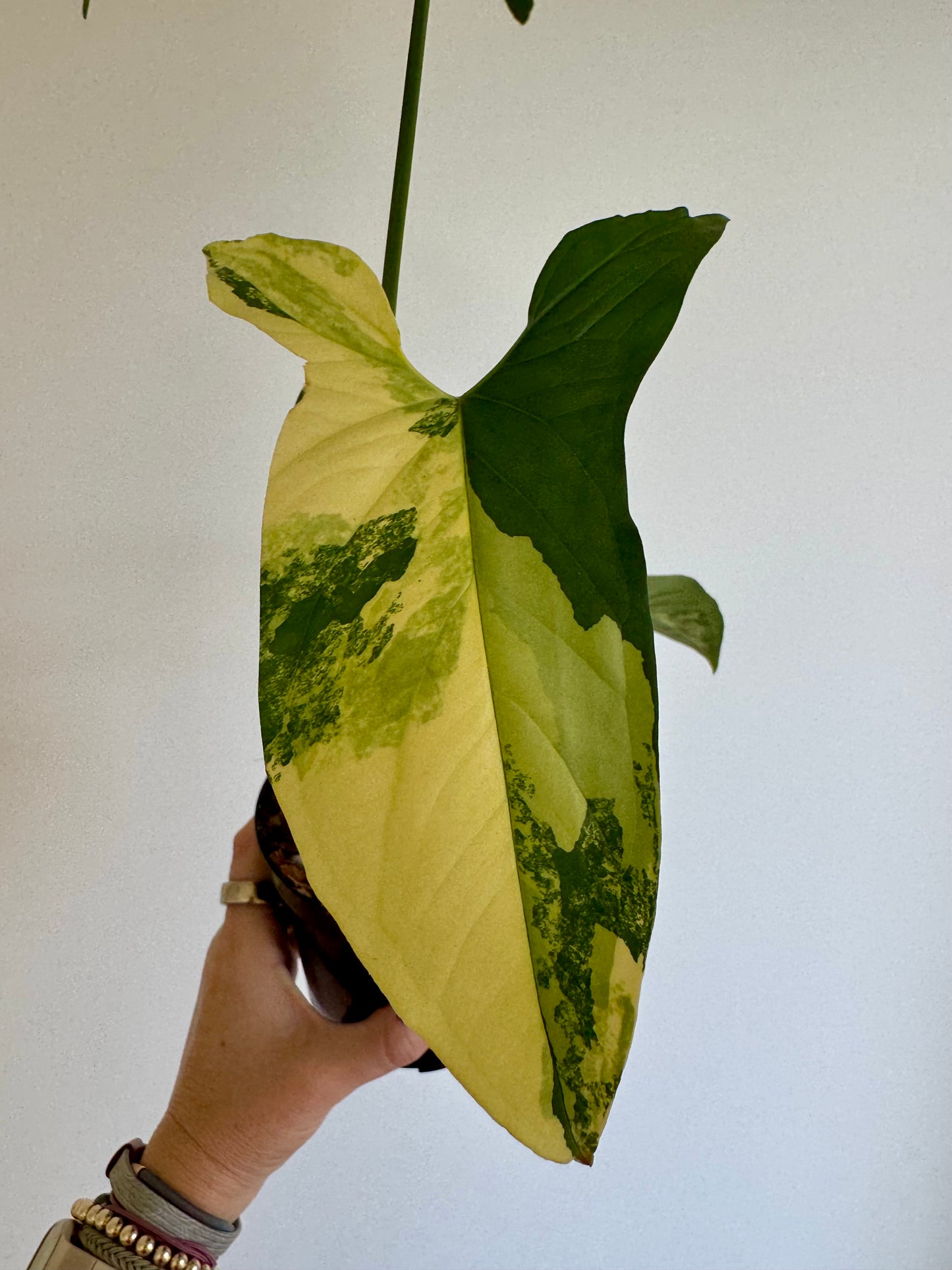 4" Syngonium Aurea