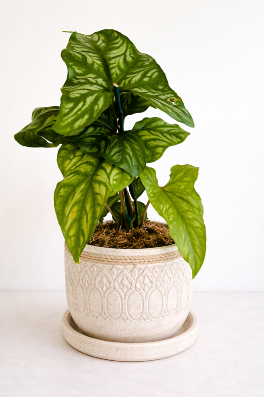 5" Cercestis Mirabilis