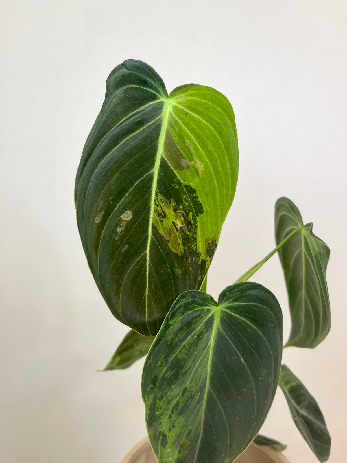 3” Philodendron Melanochrysum Variegated