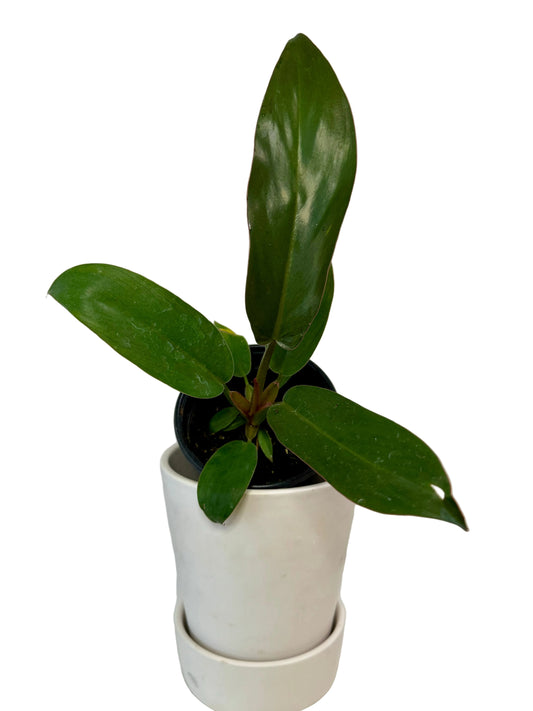 4” Philodendron Florida Bronze