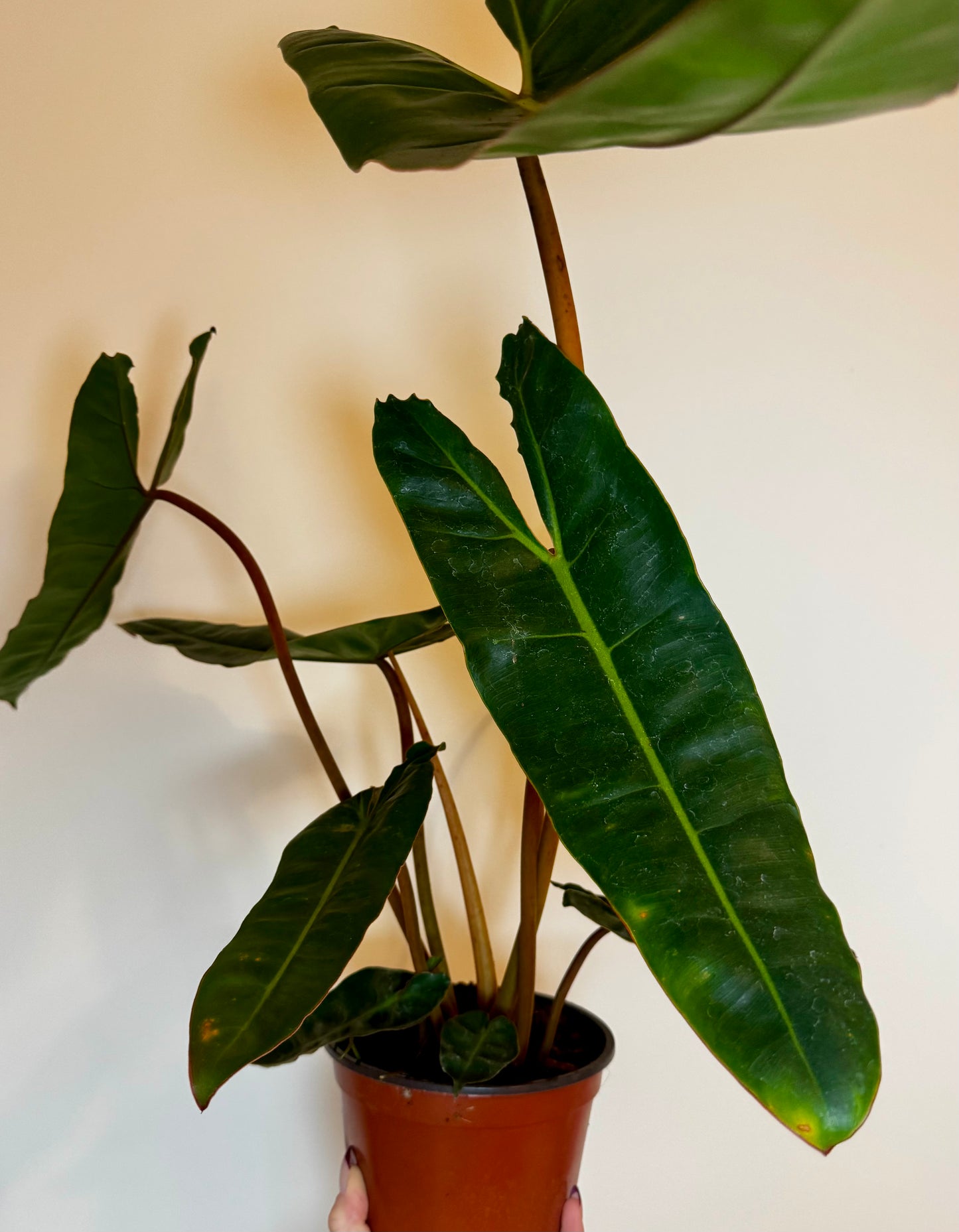 6" Philodendron Billietiae