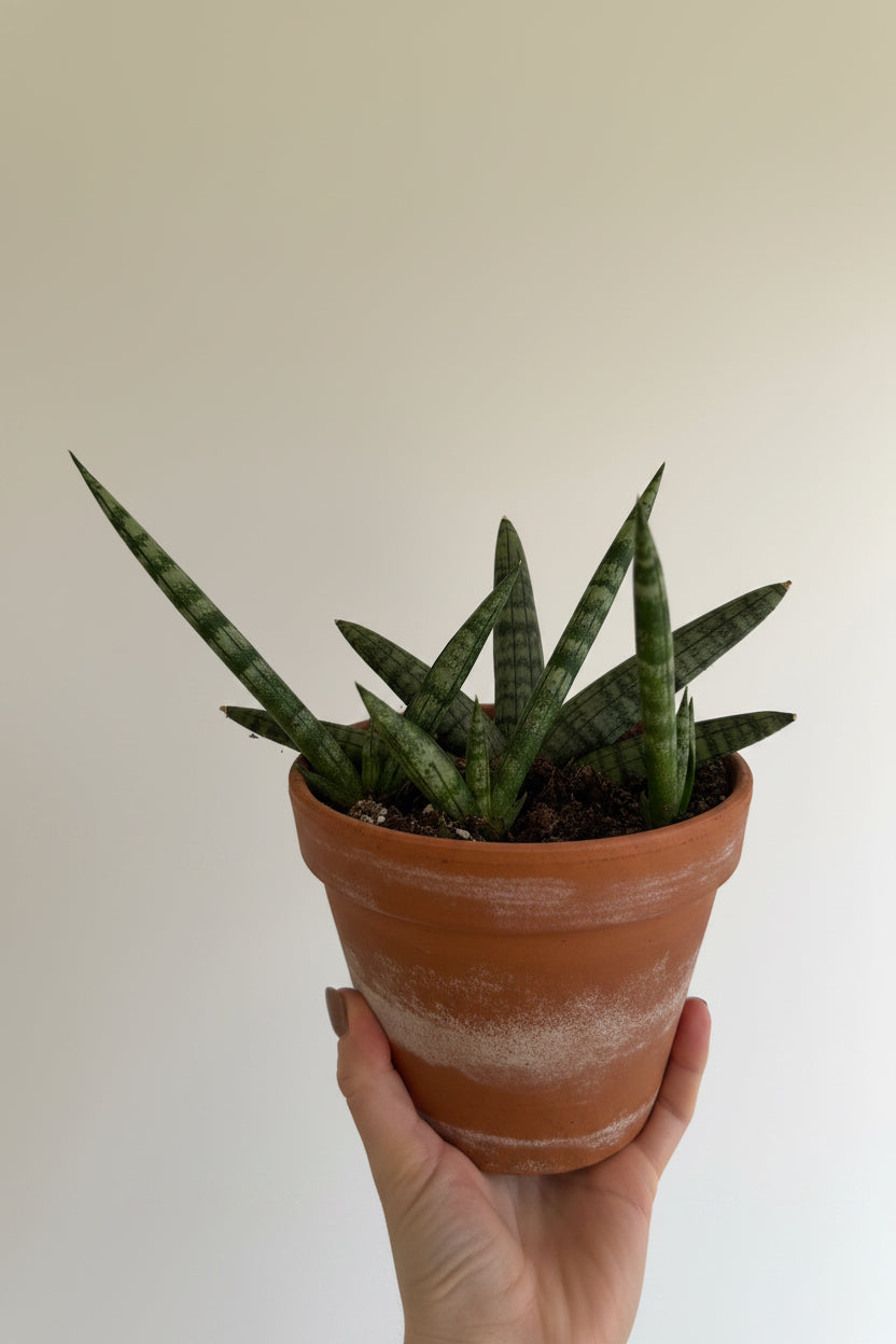 6" Sansevieria Boncel Starfish
