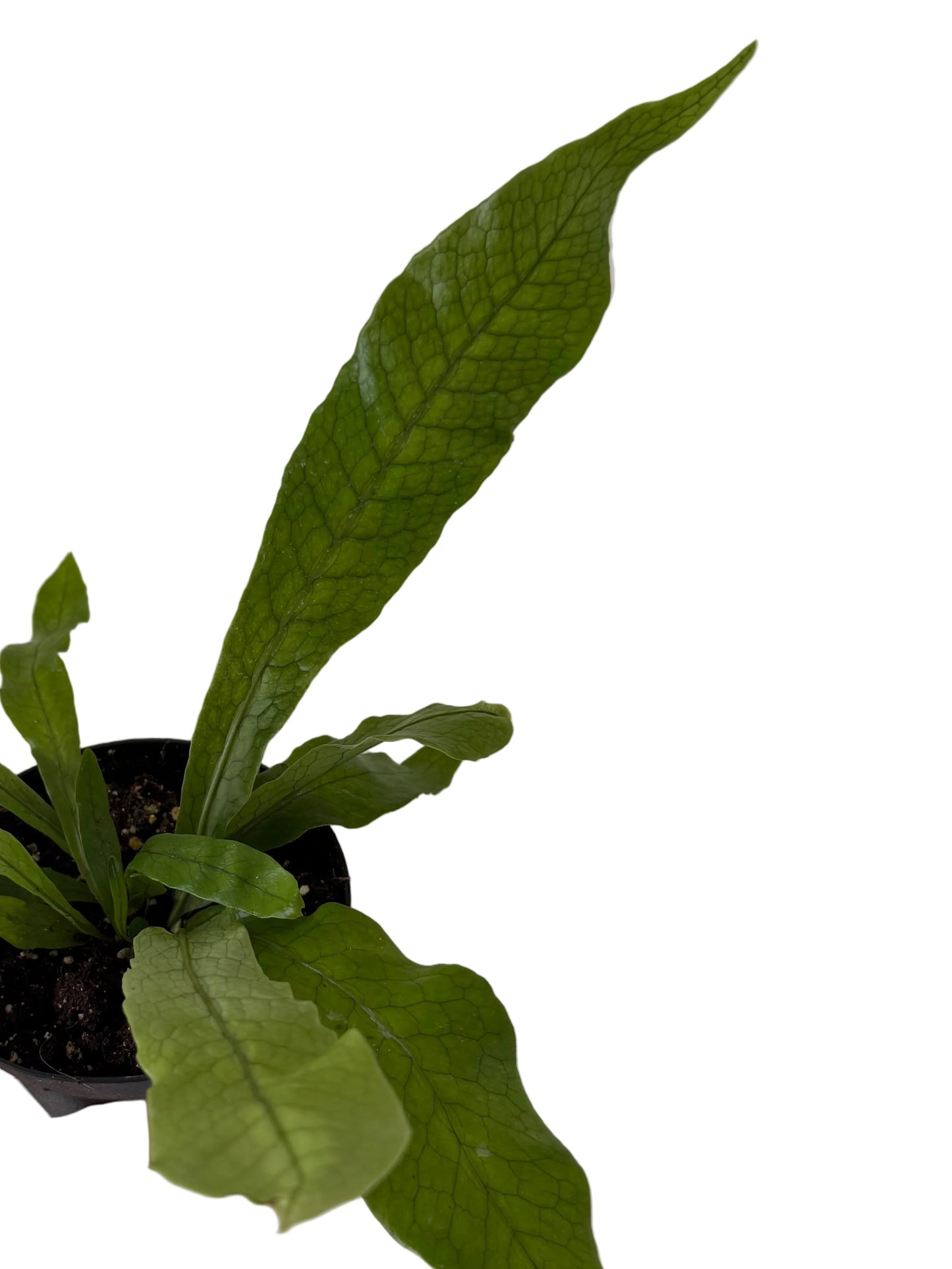 4” Crocodile Fern (Microsorum musifolium ‘Crocodyllus’)