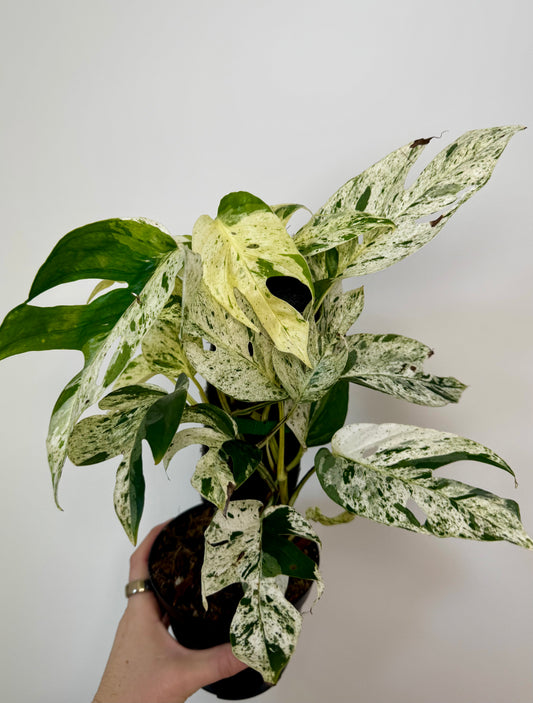 4” Epipremnum Pinnatum Marble (on plank)