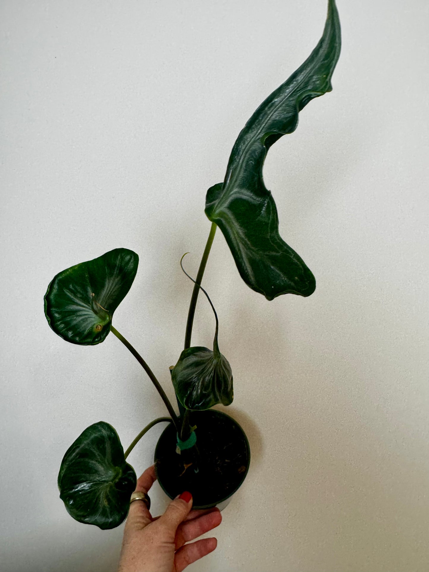 4" Alocasia 'Teletubbies'