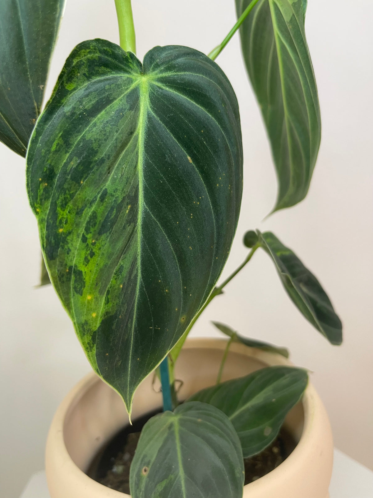 3” Philodendron Melanochrysum Variegated