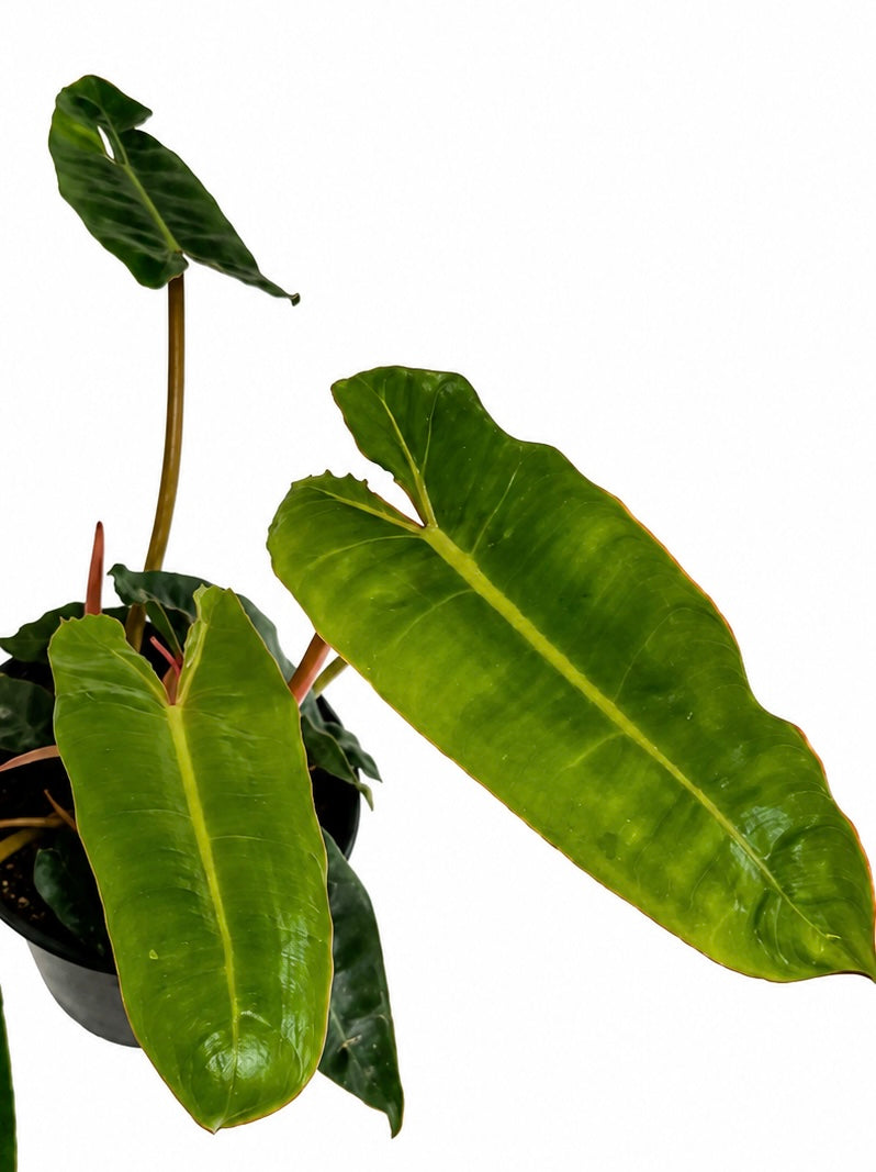 6" Philodendron Billietiae