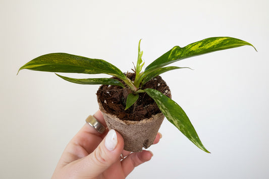 Variegated Philodendron Tortum – 2” Plug (Rare)
