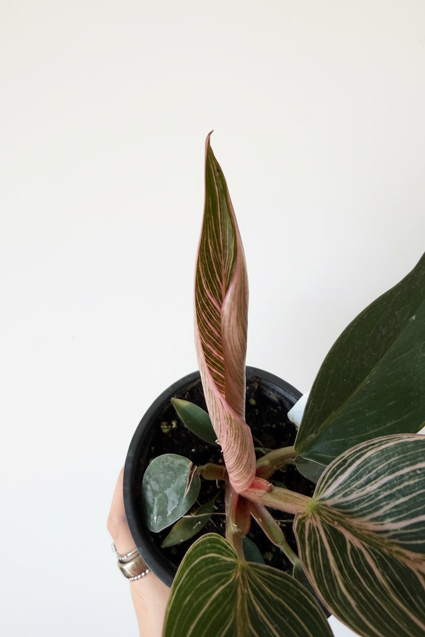 3” Philodendron Pink Birkin