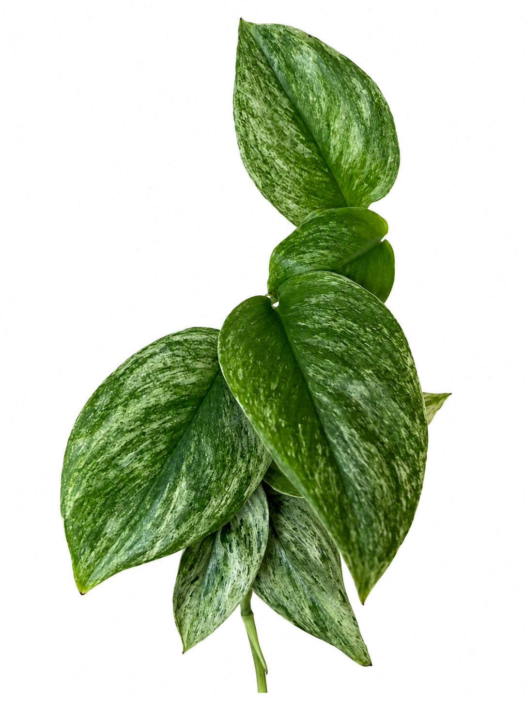 3” Scindapsus Treubii 'Moonlight' Marble