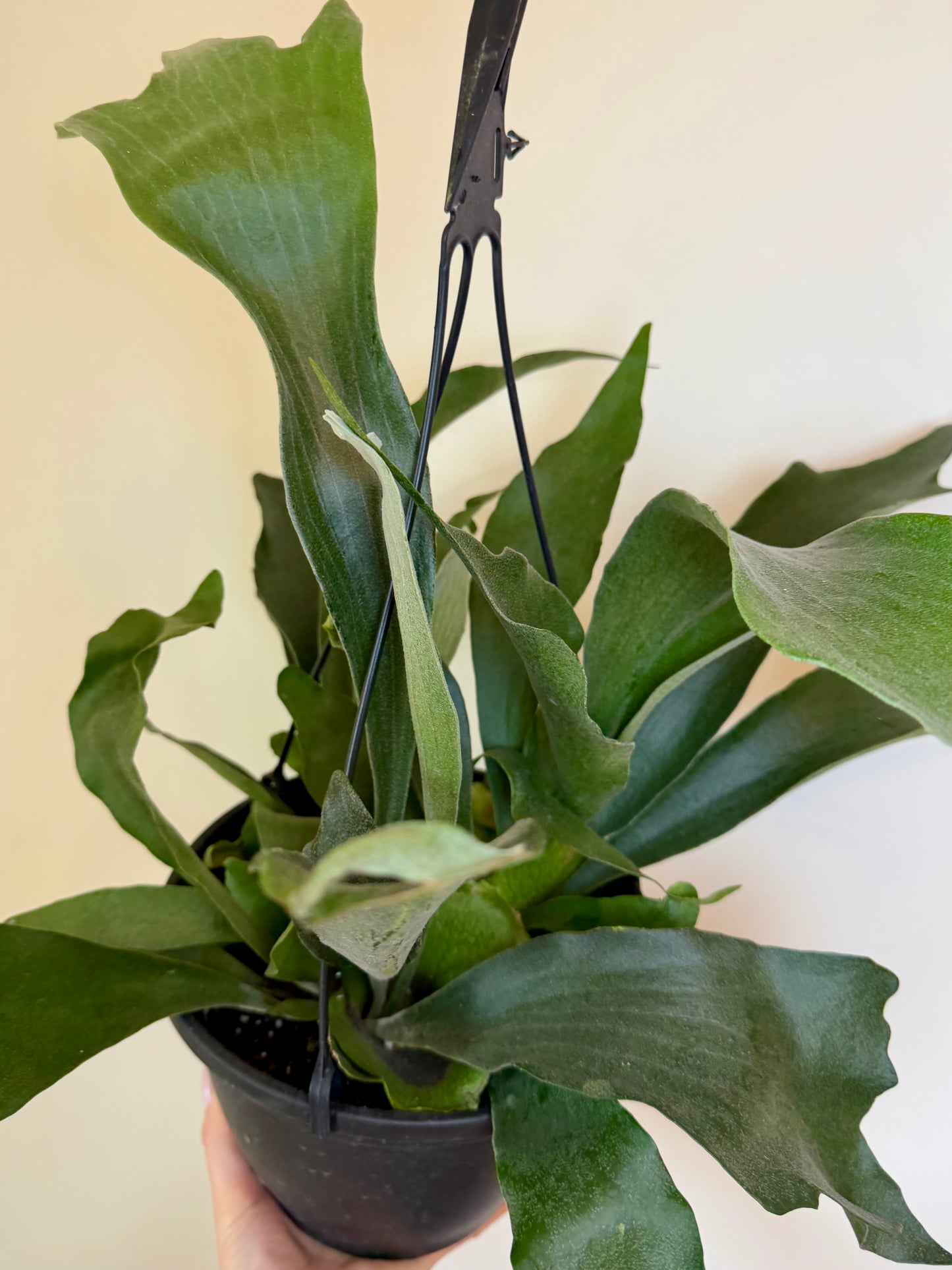 8” Staghorn Fern