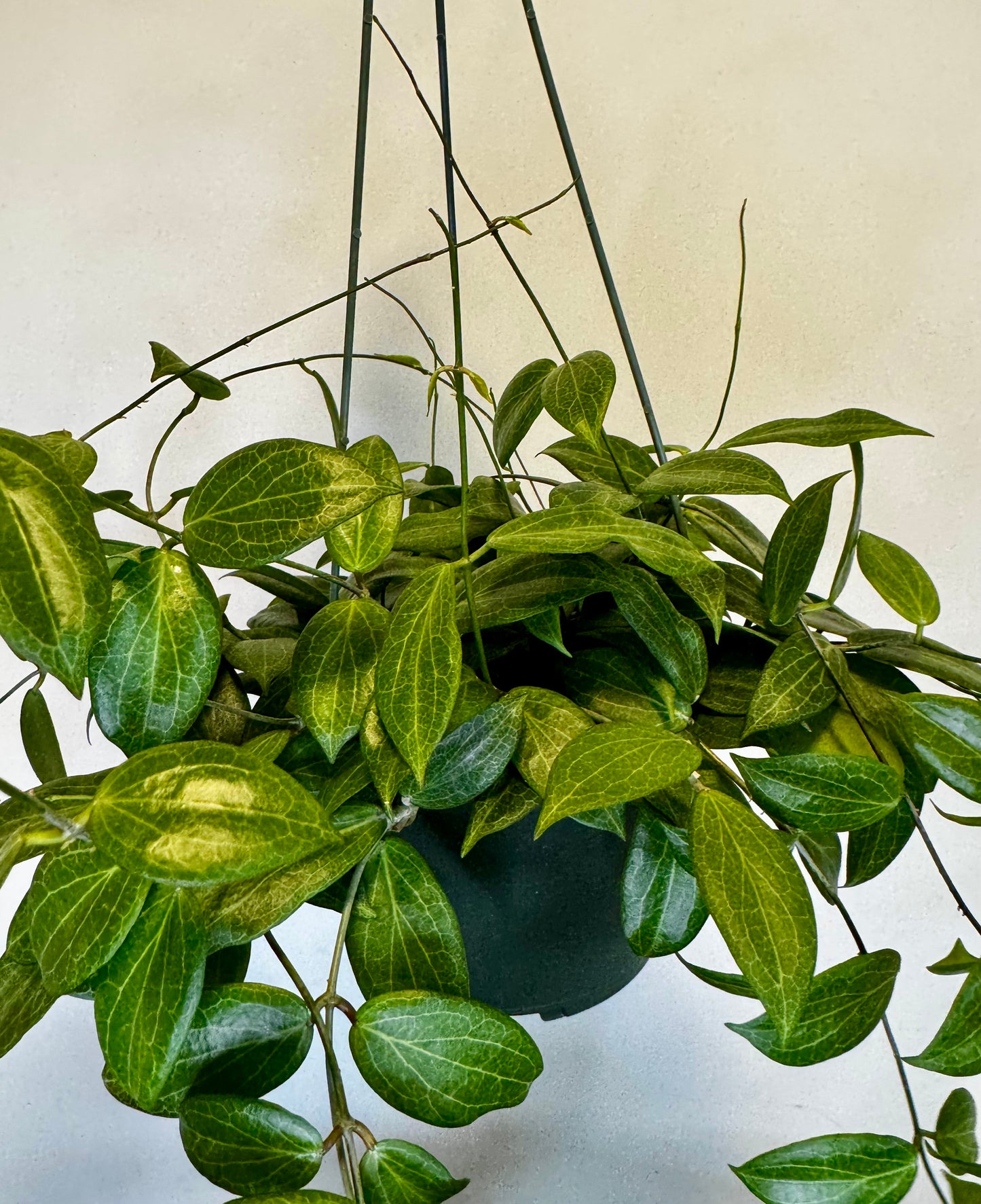6" Hoya Fitchii