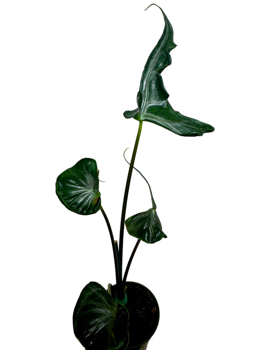 4" Alocasia 'Teletubbies'