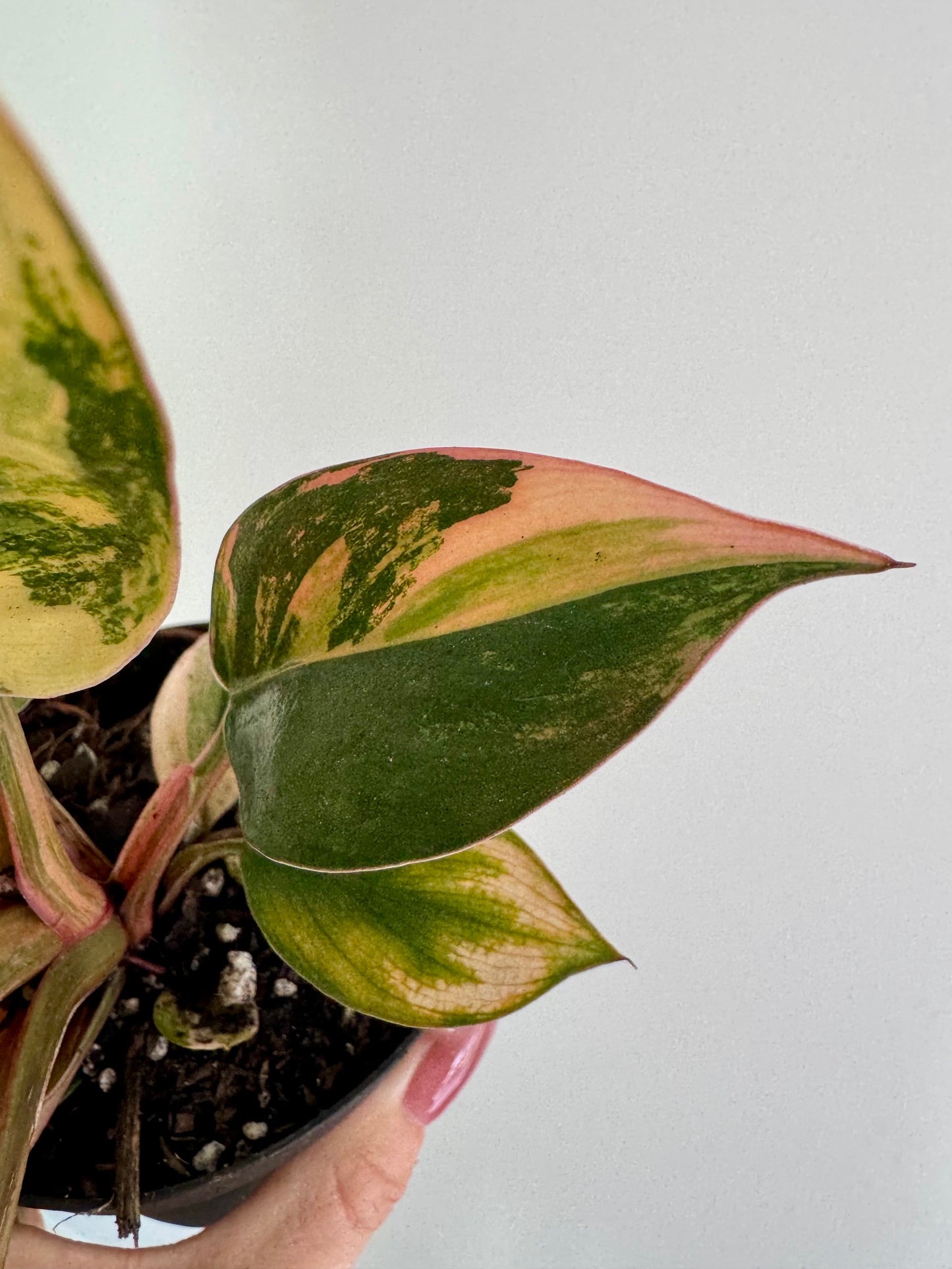 4" Philodendron Red Congo Variegated