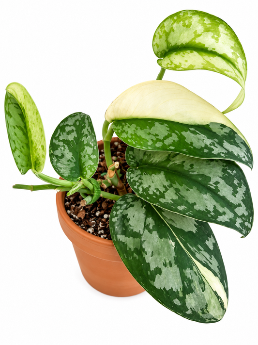 4" Scindapsus Lakambini