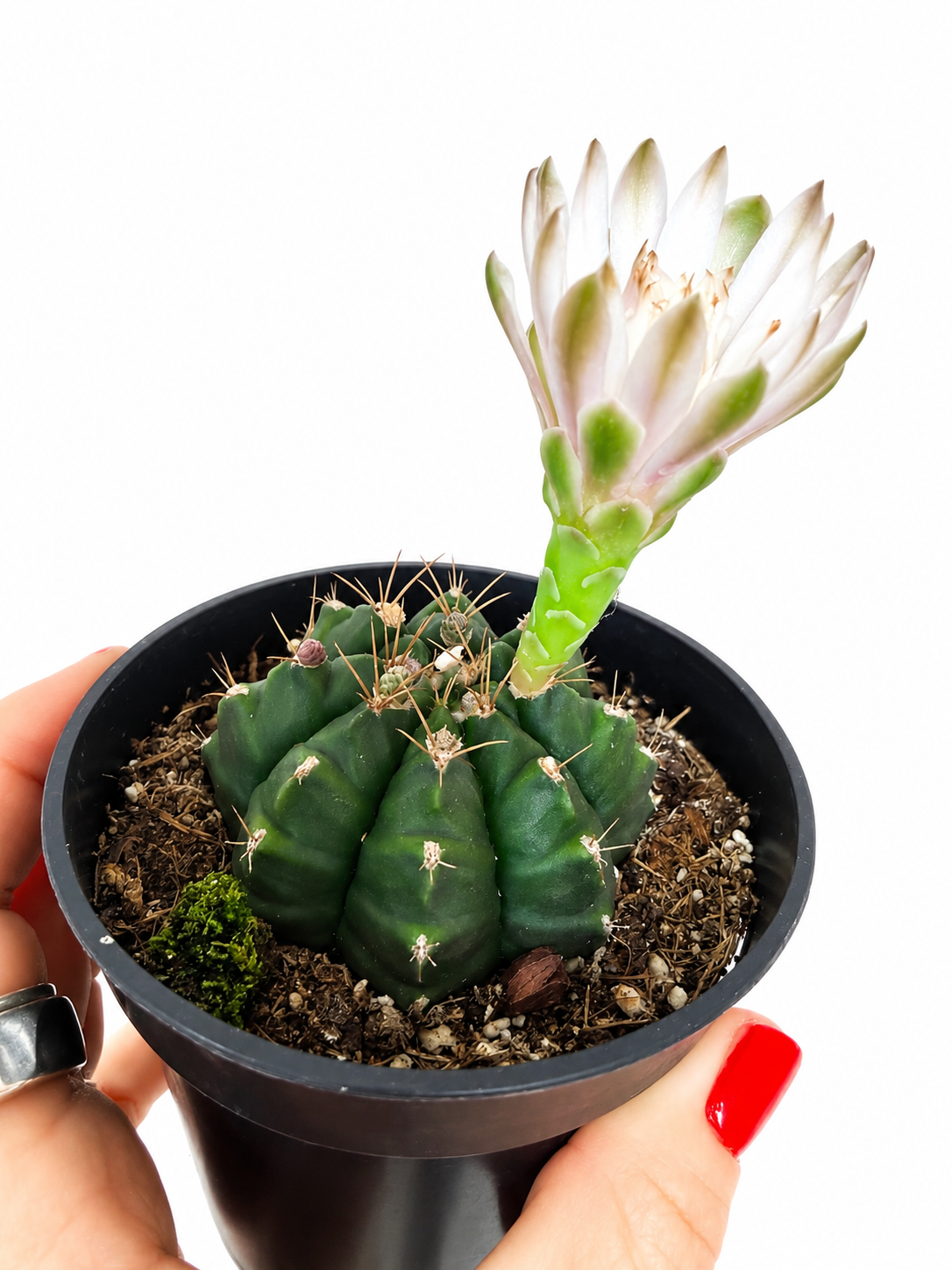 3" Gymnocalycium mihanovichii) 'Purple Moon Cactus'
