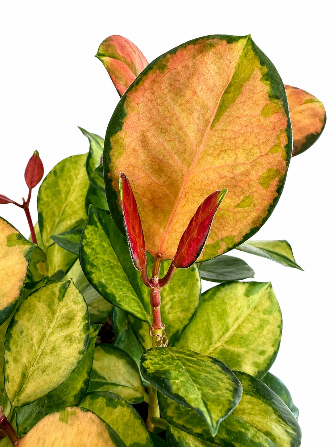 6" Hoya Australis Lisa (Sunstressed)