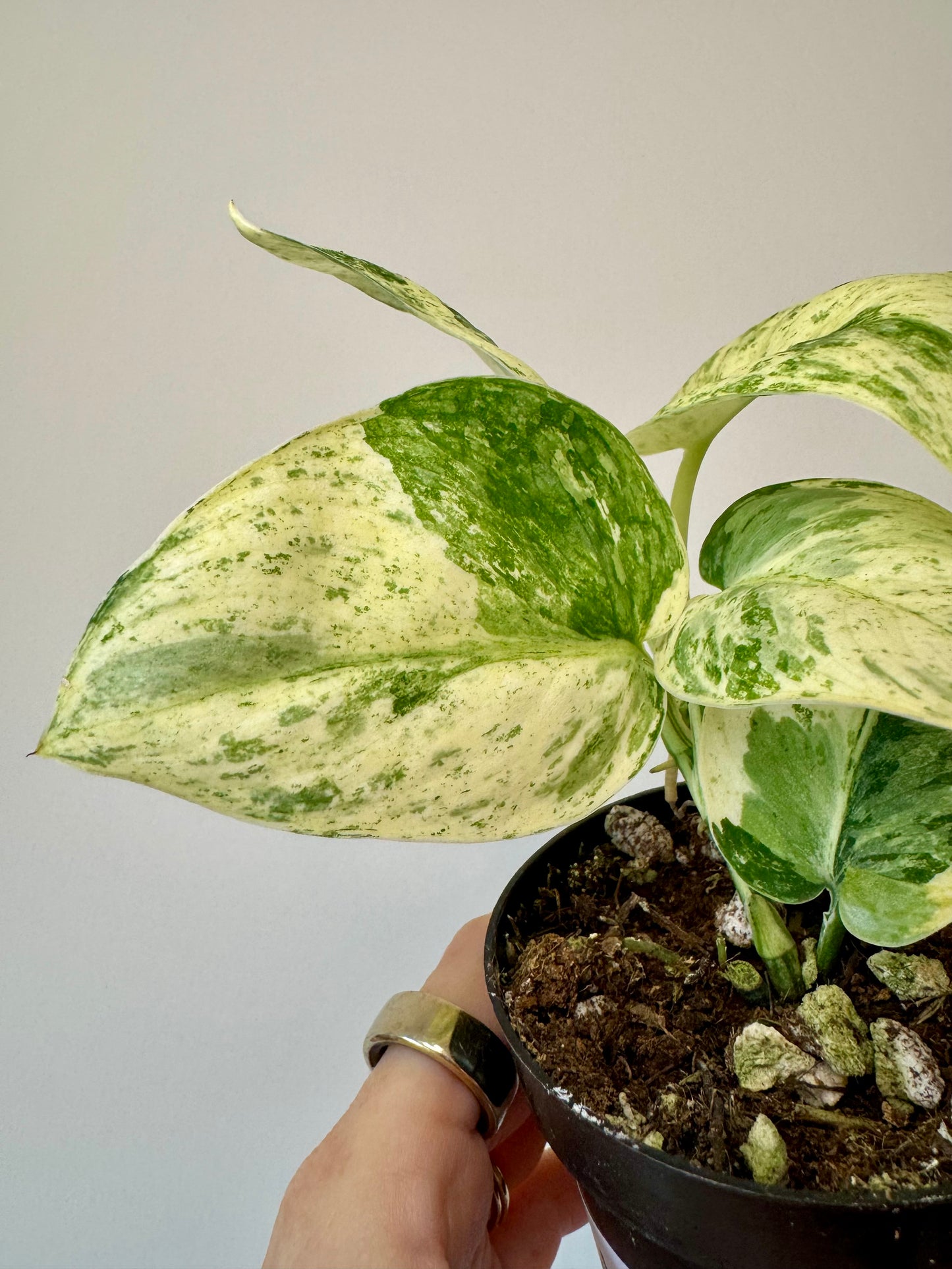 3” Scindapsus Halimoon