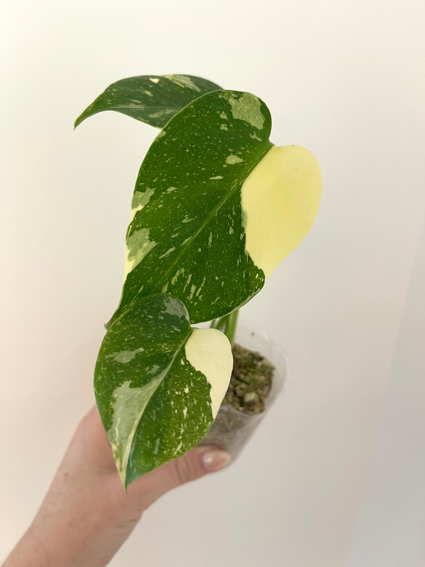 4” Monstera Thai Constellation