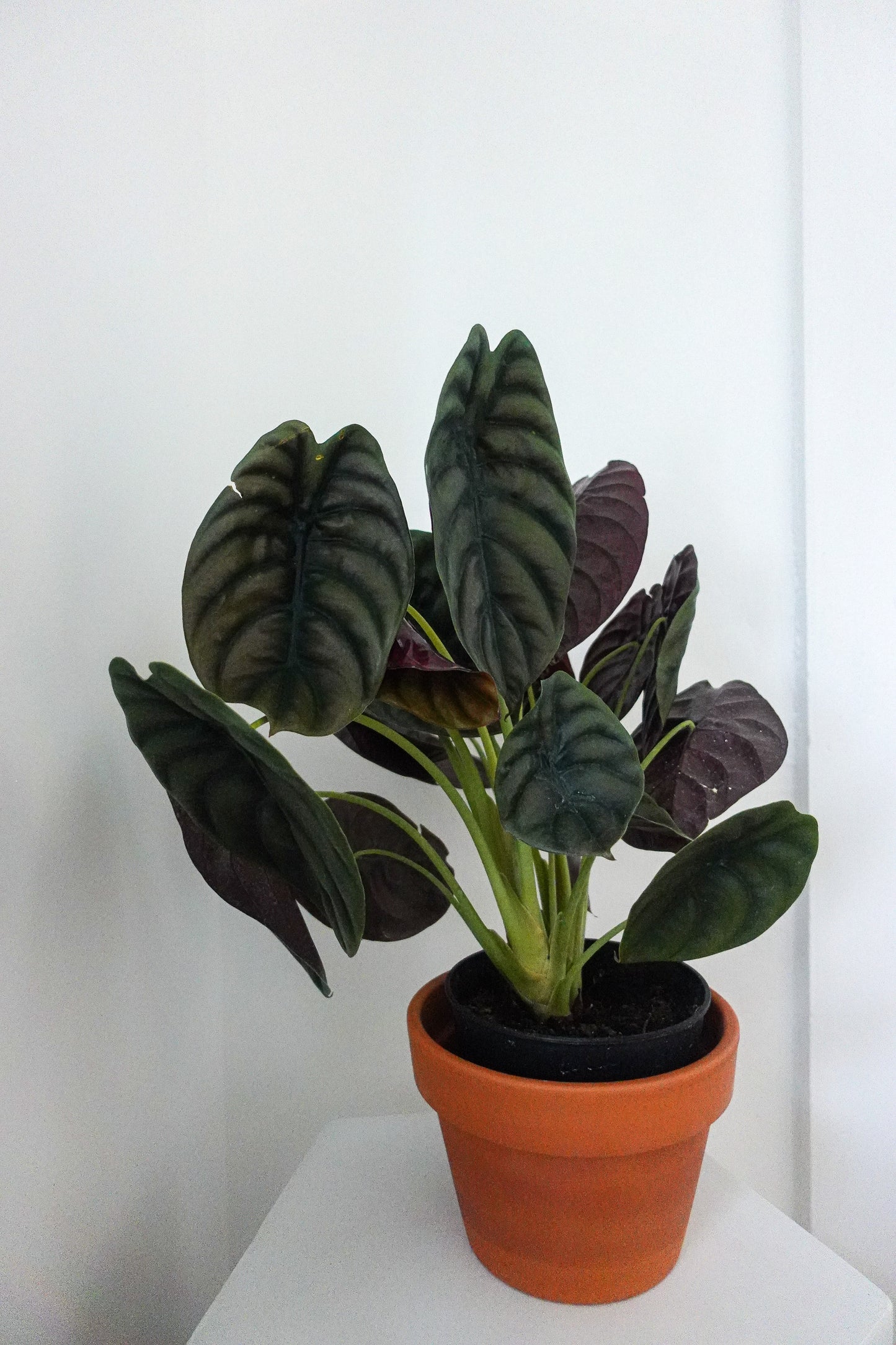 6" Alocasia Cuprea 'Red Secret'