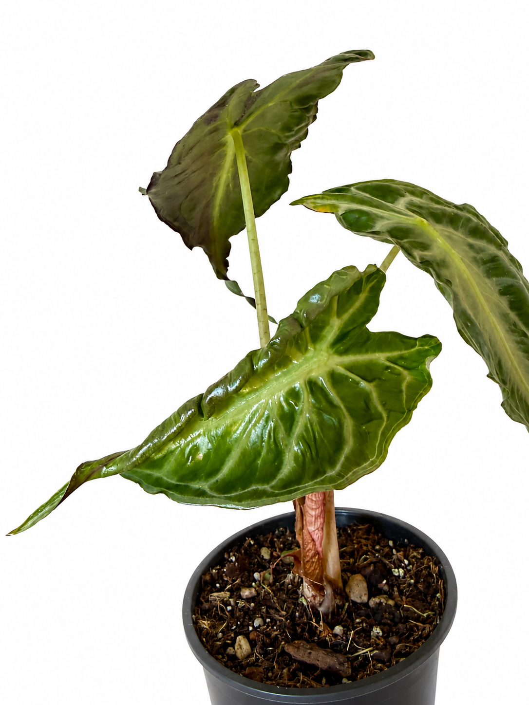 4” Alocasia Venom
